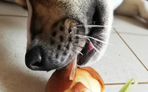 dog eating a onion