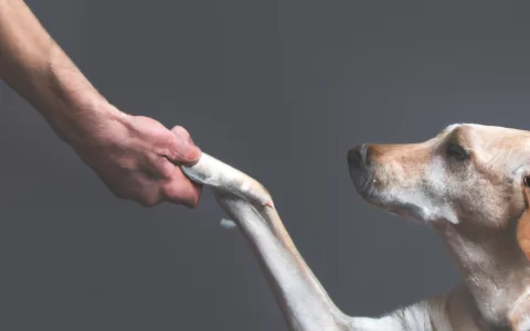 dog shaking hand
