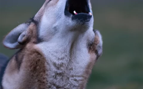 howling dog
