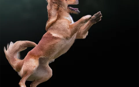 jumping dog